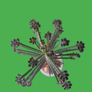 Kalanchoe delagoensis