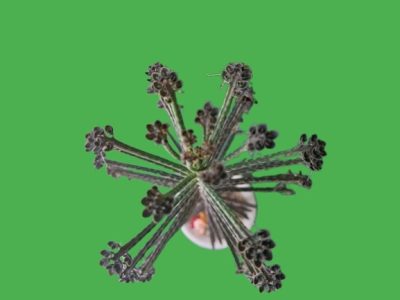 Kalanchoe delagoensis