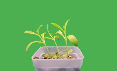 Kalanchoe delagoensis - Зображення 2