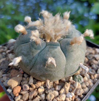 Lophophora williamsii - Зображення 3