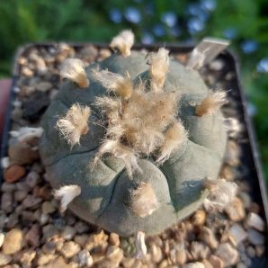 Lophophora williamsii