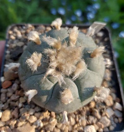 Lophophora williamsii