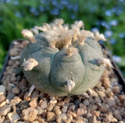 Lophophora williamsii - Зображення 2