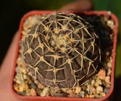 Gymnocalycium bodenbenderianum var. paucispinum