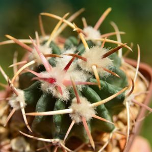 Echinocactus texensis