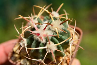 Echinocactus texensis