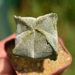 Astrophytum myriostigma v.quadricostatum