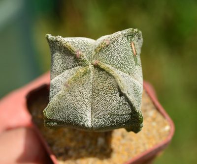 Astrophytum myriostigma v.quadricostatum