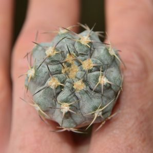 Acanthocalycium glaucum
