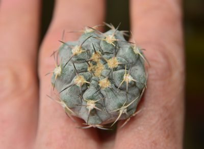 Acanthocalycium glaucum