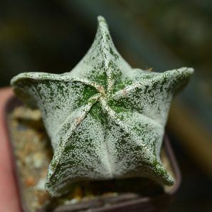 Astrophytum myriostigma