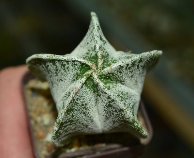 Astrophytum myriostigma