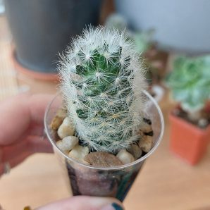 Mammillaria laui