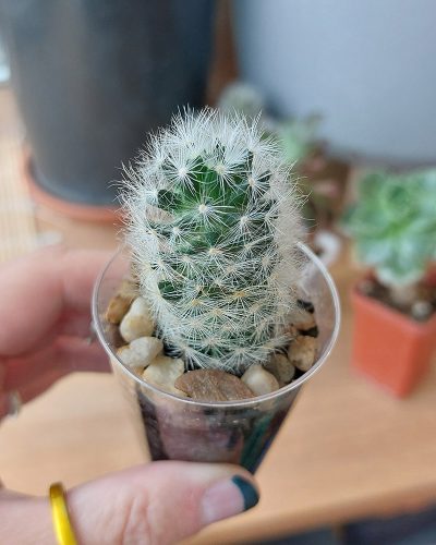 Mammillaria laui