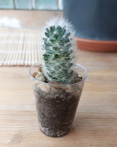 Mammillaria laui - Зображення 2