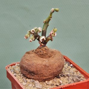monadenium-aff.-orobanchoides-ludewa-tanzania-1.