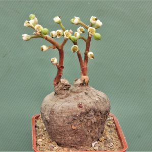 monadenium-aff.-orobanchoides-ludewa-tanzania-2