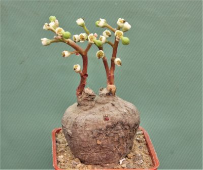 monadenium-aff.-orobanchoides-ludewa-tanzania-2