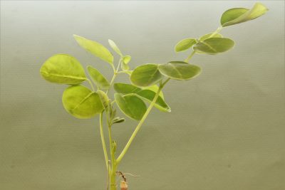 moringa-borziana-kenya-1 - Зображення 3