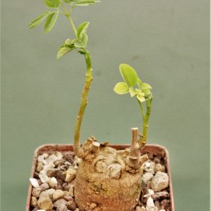 moringa-borziana-kenya-1