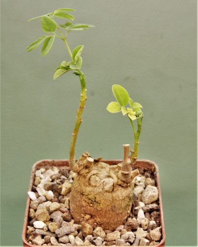 moringa-borziana-kenya-1
