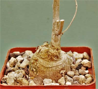 moringa-borziana-kenya-1 - Зображення 2