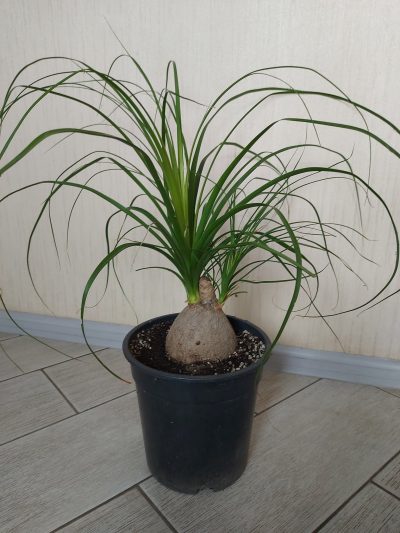 Nolina recurvata - Зображення 3