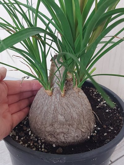 Nolina recurvata - Зображення 2