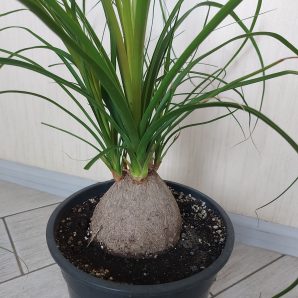Nolina recurvata