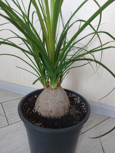Nolina recurvata