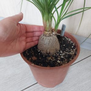 Nolina srticta