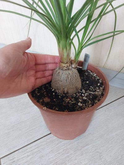 Nolina srticta