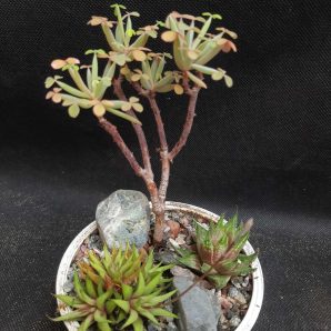 Oxalis succulenta