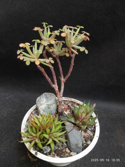 Oxalis succulenta