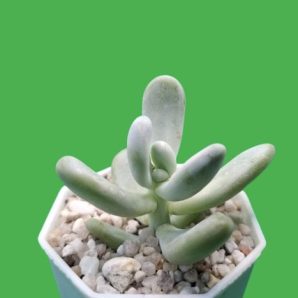 Pachyphytum oviferum