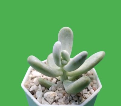 Pachyphytum oviferum
