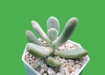 Pachyphytum oviferum - Зображення 2