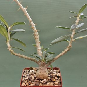 pachypodium-bispinosum-1.