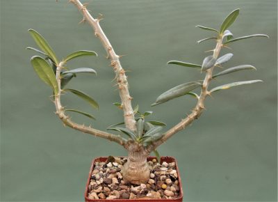 pachypodium-bispinosum-1.