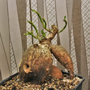 pachypodium-bispinosum-2