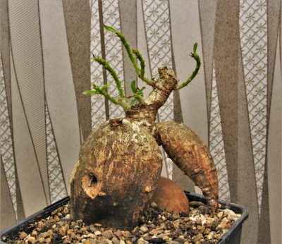 pachypodium-bispinosum-2