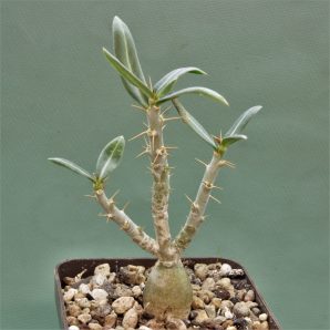 pachypodium-bispinosum-2