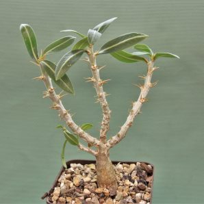 pachypodium-bispinosum-3
