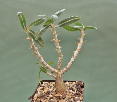 pachypodium-bispinosum-3