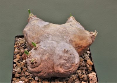 pachypodium-brevicaule-d-madagascar-1. - Зображення 2