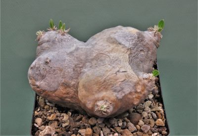 pachypodium-brevicaule-d-madagascar-1. - Зображення 3