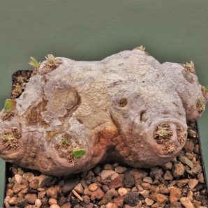 pachypodium-brevicaule-d-madagascar-1.