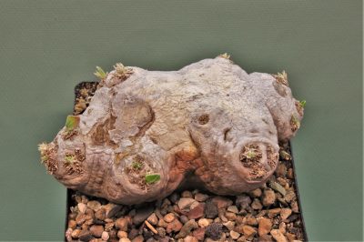 pachypodium-brevicaule-d-madagascar-1.