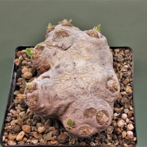 pachypodium-brevicaule-d-madagascar-2