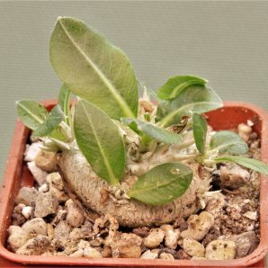 pachypodium-brevicaule-iz-119-1